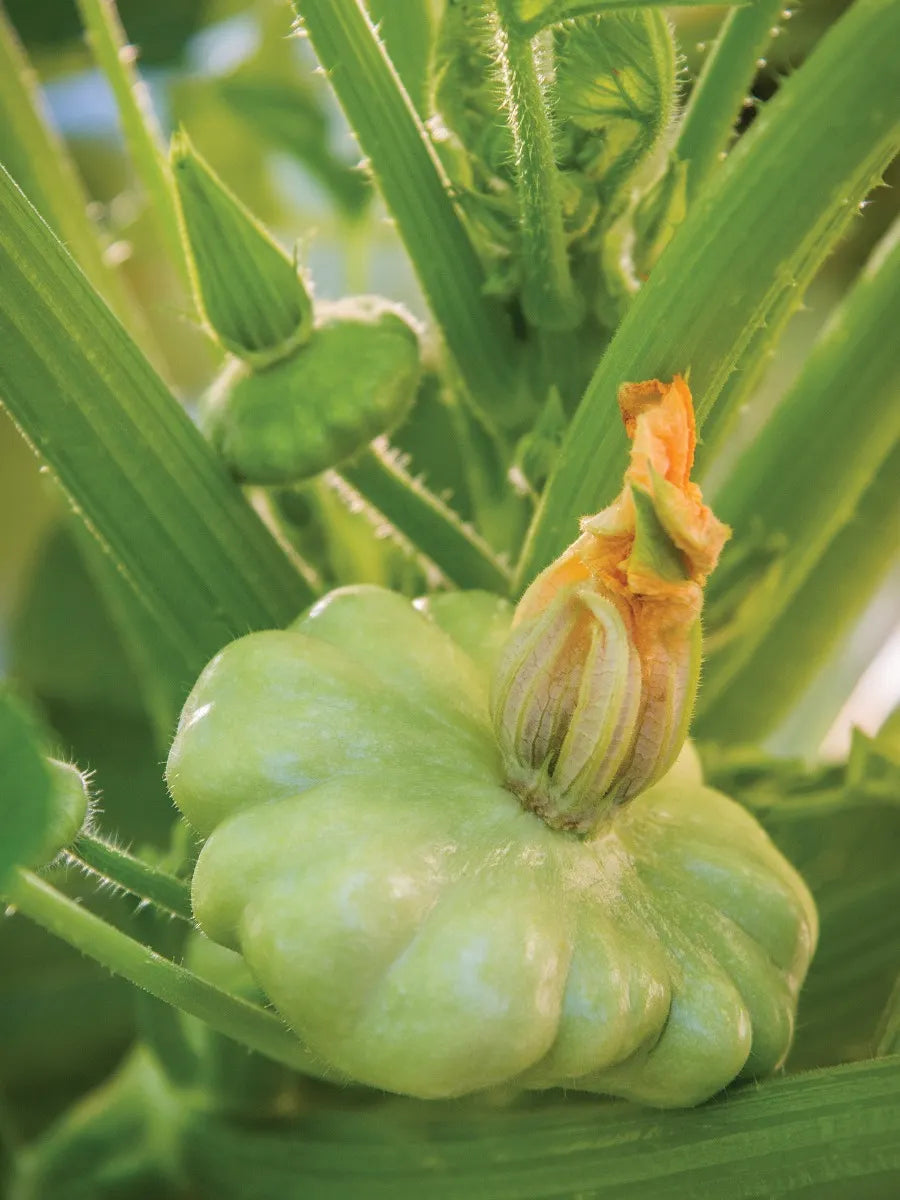 Benning’s Green Tint – Patty Pan Squash Seed