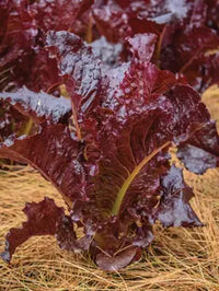 Alboreto – Lettuce Seed