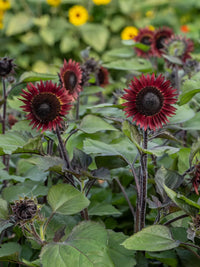 Red Hedge – Sunflower Seed