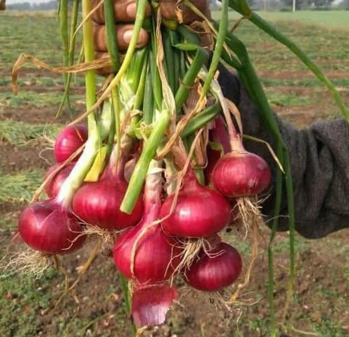 Onion Nasik Red Vegetable Seeds