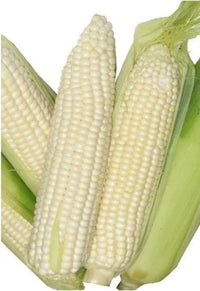 Corn, Maize- Macleay Valley White