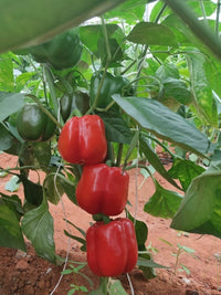 Ace – Bell Pepper Seed