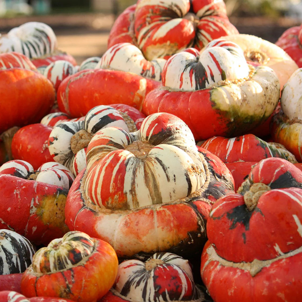 Pumpkin- Turks Turban