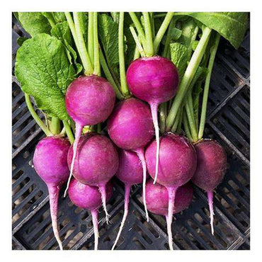 Radish- Purple Plum