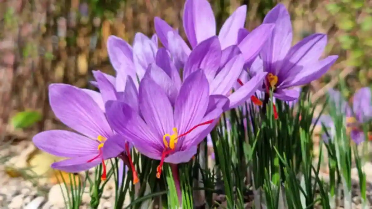 Crocus Sativus Kesar Saffron Bulb