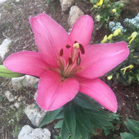 Monado Asiatic Lily Dark Pink Bulbs