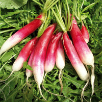 Radish- French Breakfast