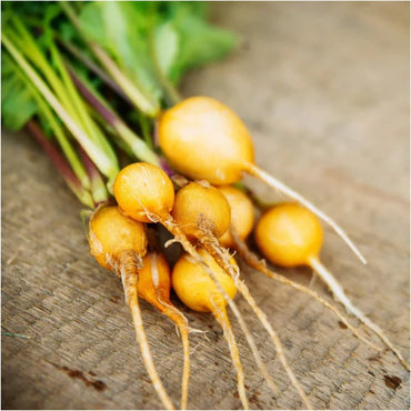 Radish- Golden