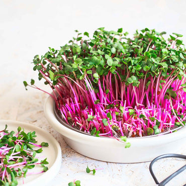 Radish- Red Arrow Sprouting 25g