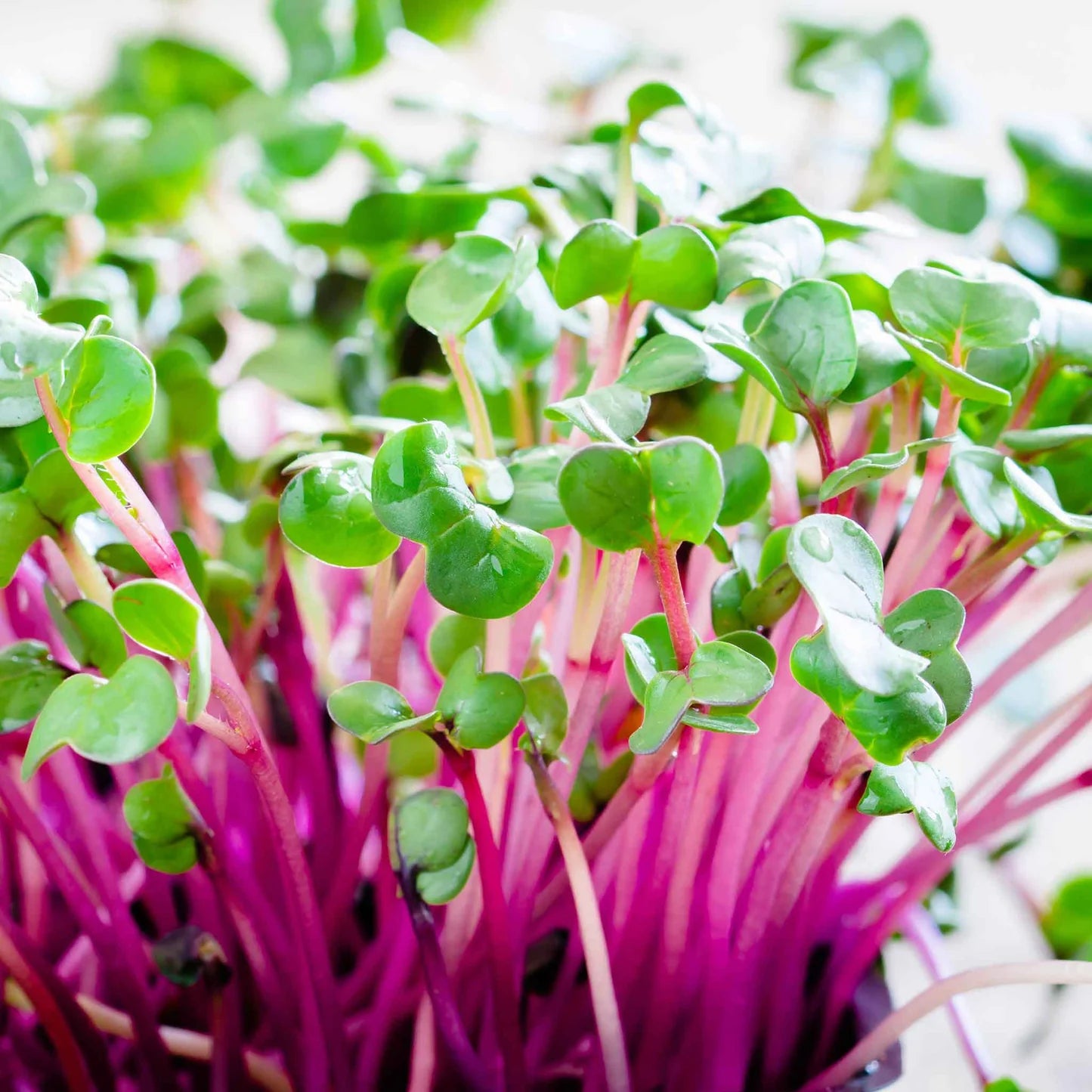 Radish- Red Arrow Sprouting 25g