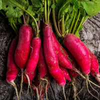 Radish- China Rose