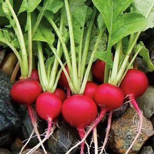 Vegetable Seeds Red Round Cherry Radish Seeds