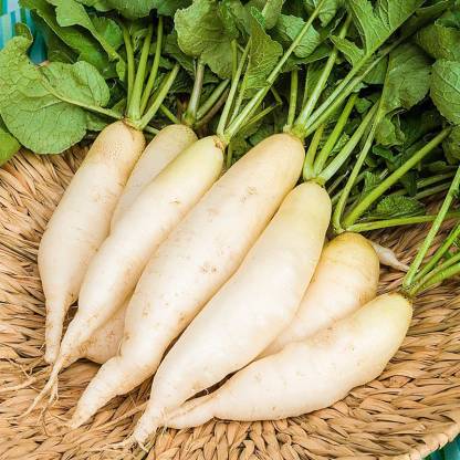 Radish Great Long White Vegetable Seeds