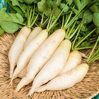 Radish Great Long White Vegetable Seeds