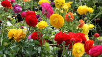 Tomer Dwarf Ranunculus Mixture