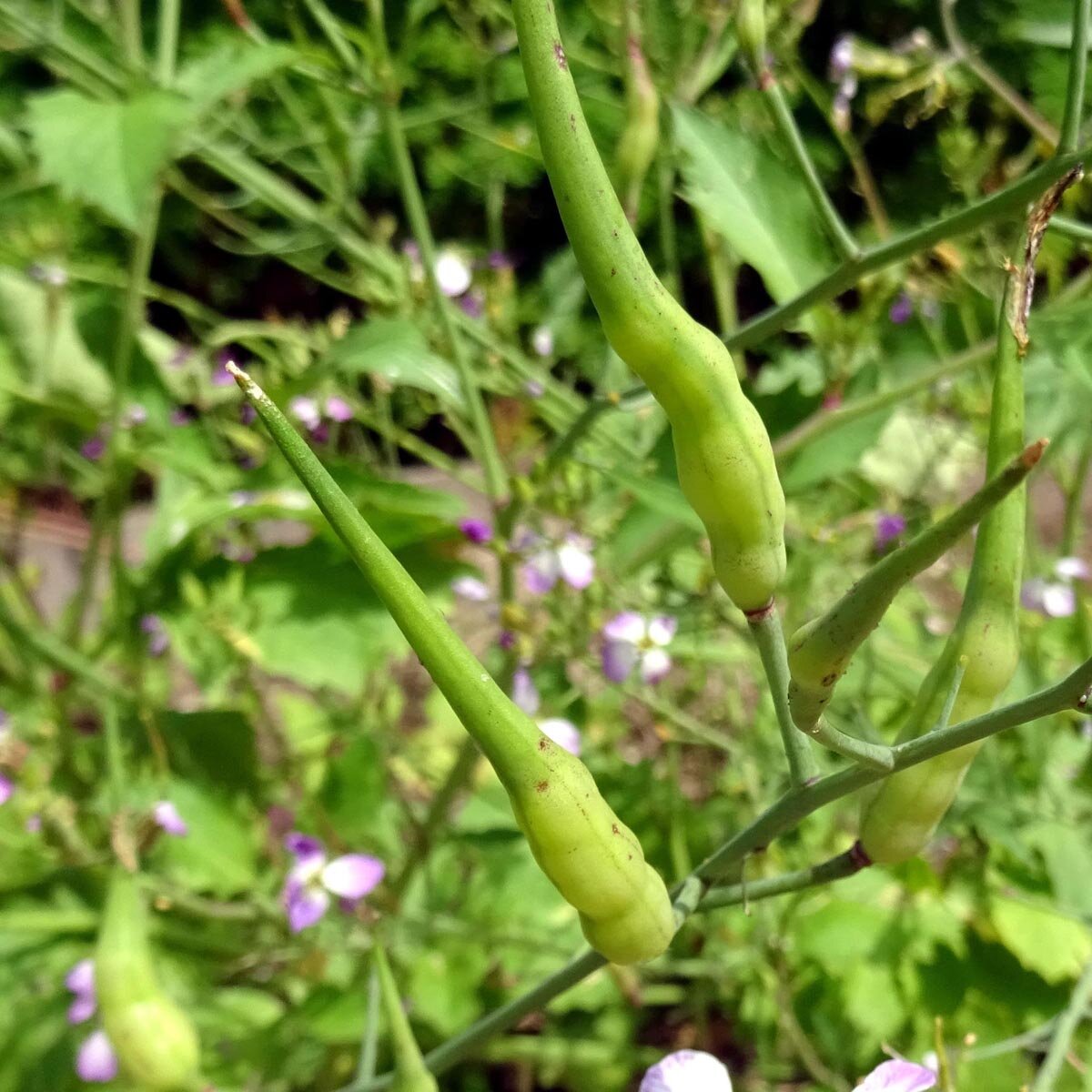 Rat-Tailed Radish