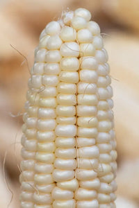 Corn, Maize- Macleay Valley White