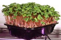 Radish- Red Arrow Sprouting 25g