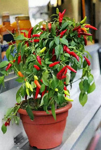 Hot Pepper Red Sampurna Vegetable Seeds