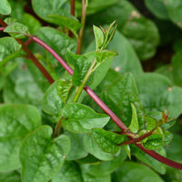 Malabar Spinach- Red