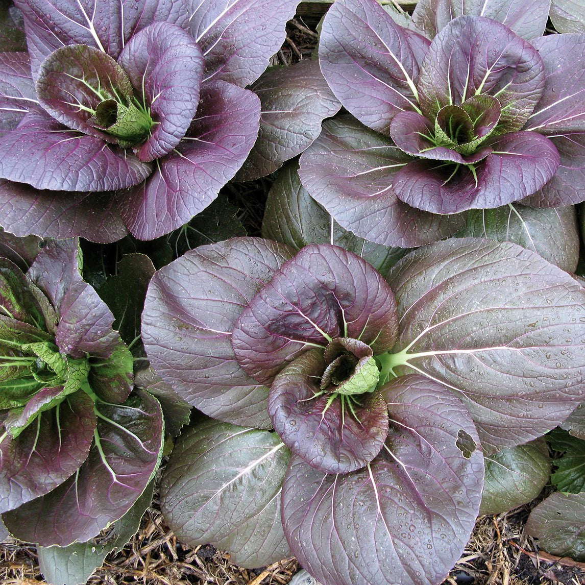 Cabbage, Chinese- Pak Choi - Purple Early F1