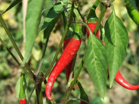 Chilli- Sang Cho