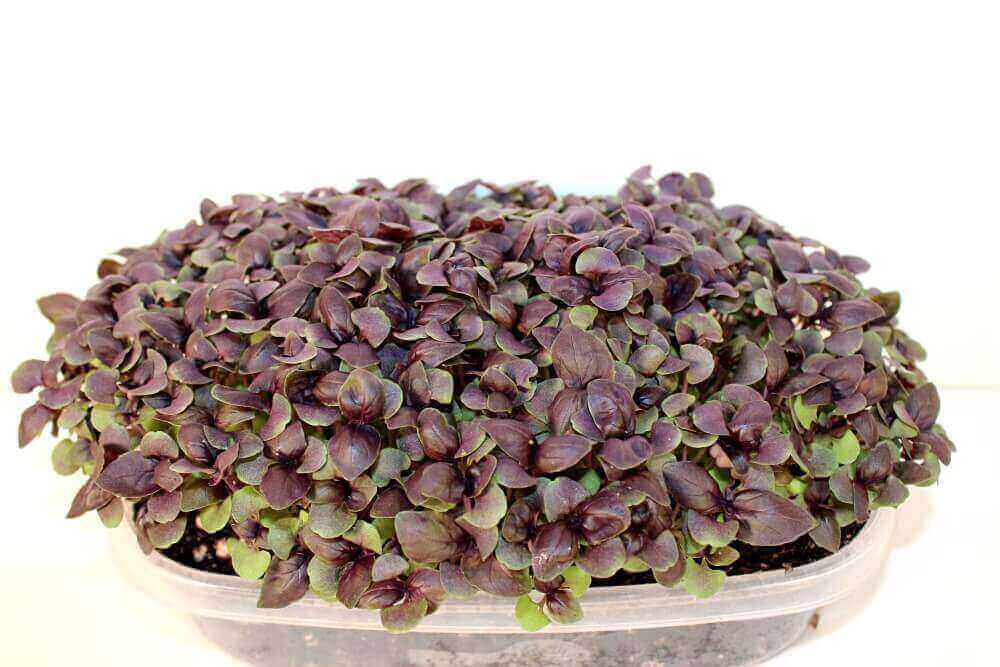 Basil, Red Rubin – Microgreen Seed