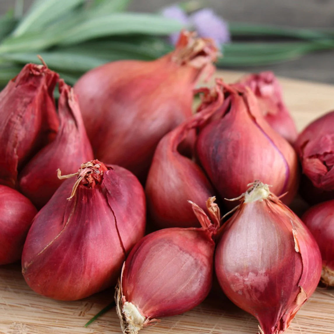 Red Shallot ()