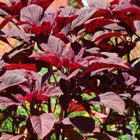 Red Amaranth, Red Cholai Vegetable Seeds