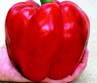 X3R Red Knight – Bell Pepper Seed