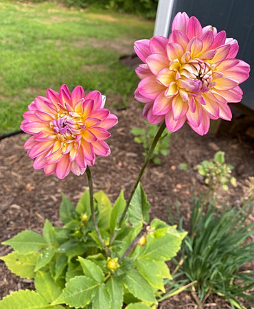 Bahama Mama Dahlia