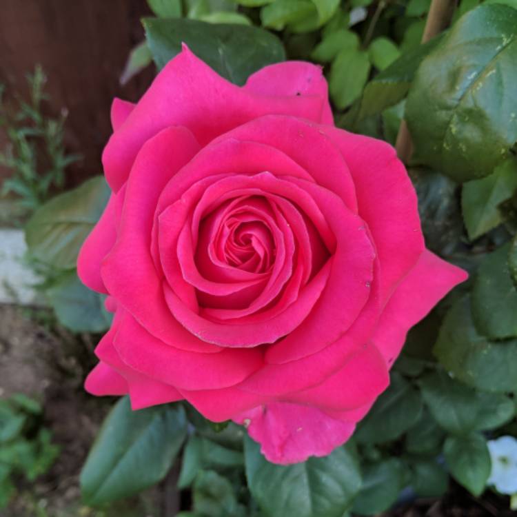 All My Loving Hybrid Tea Rose