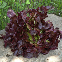 Thurinus – Lettuce Seed