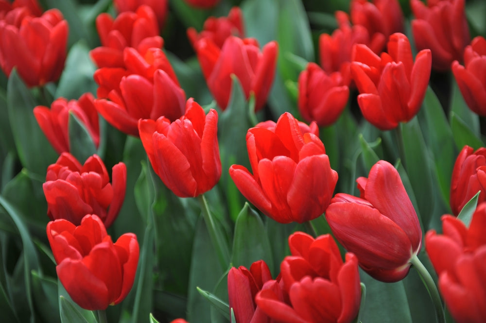 Tulip Parade Red Bulbs