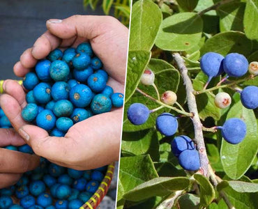 Sacred Rudraksha Tree Seeds