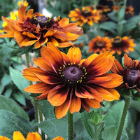 Cherokee Sunset Mix – Rudbeckia Seed