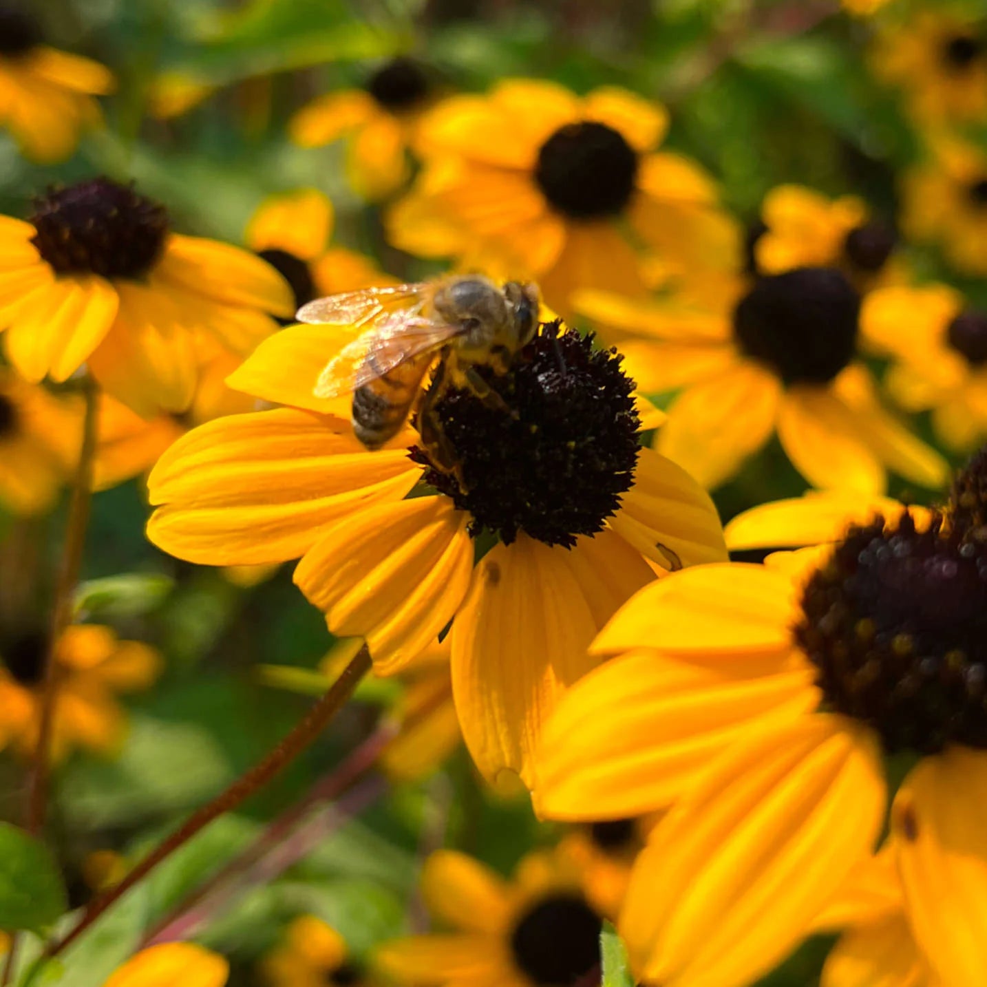 Rudbeckia triloba – Organic Flower Seed