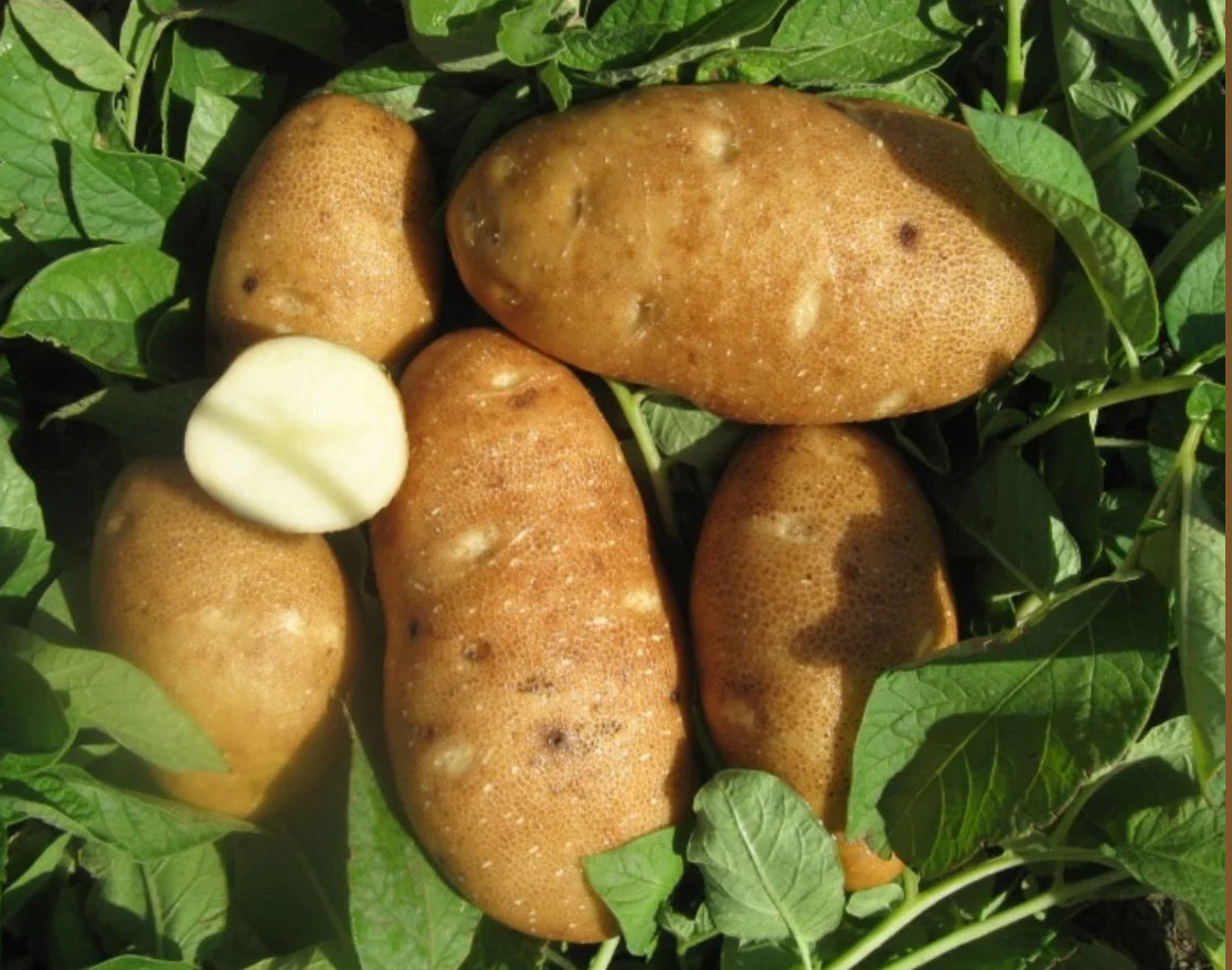 Certified Seed Potato- Russet Burbank