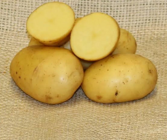 Certified Seed Potato- White Star