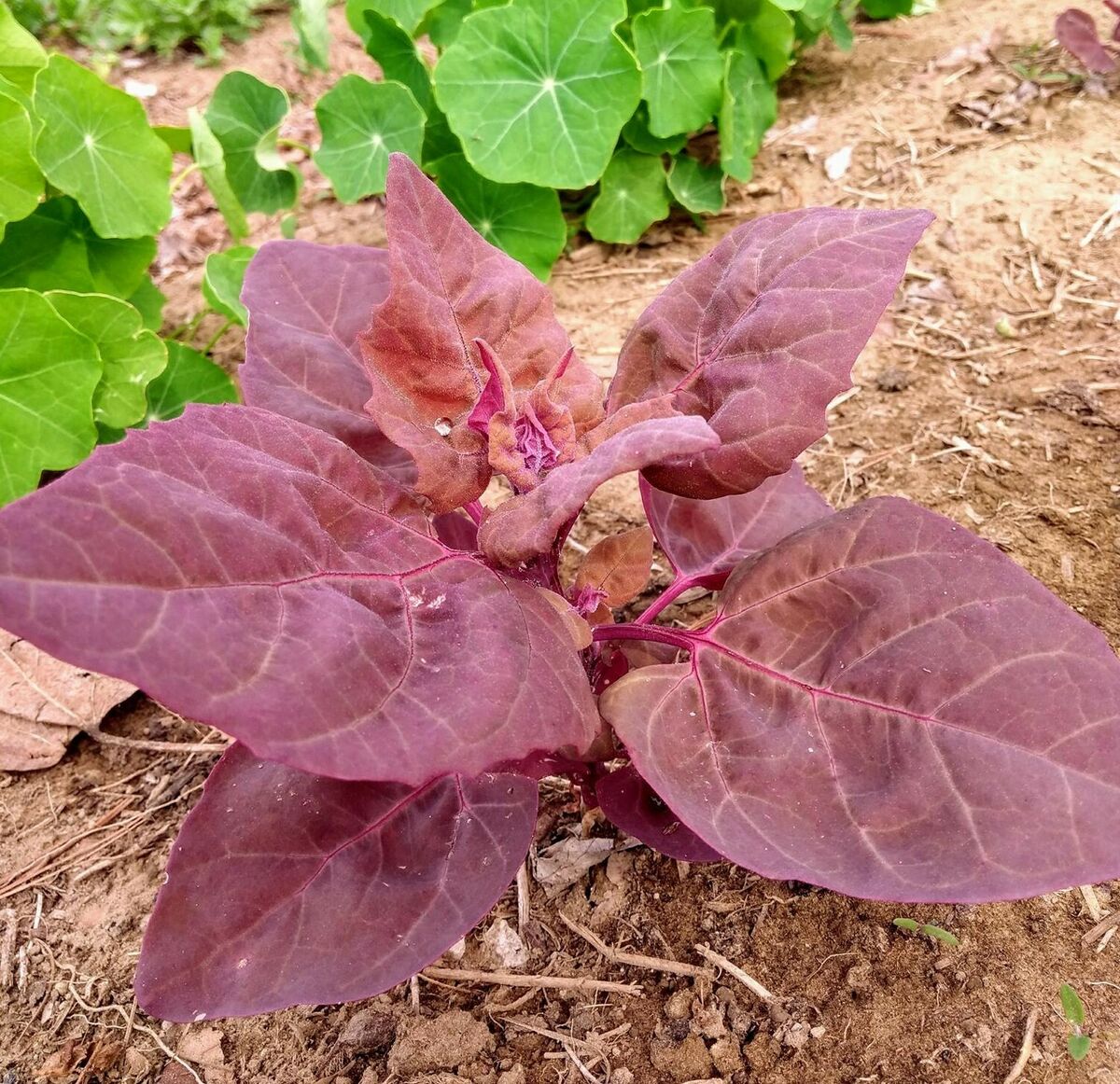 Orach- Red Flash