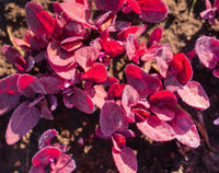 Orach- Red Flash