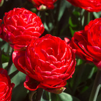 Tulip Pamplona Red Bulb