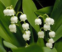 Convallaria Lily of the Valley Mix Color Bulb