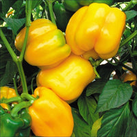 Capsicum- Yellow Bell