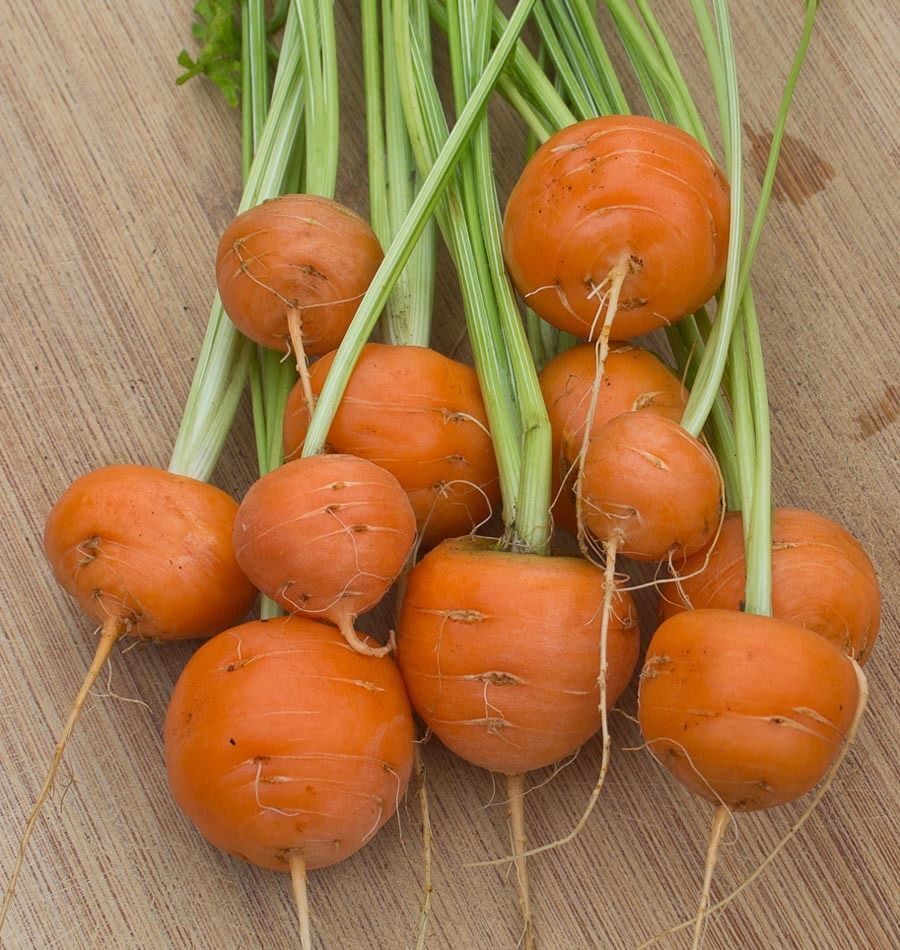 Carrot- Mercado De Paris