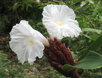 Cheilocostus Speciosus Bulbs