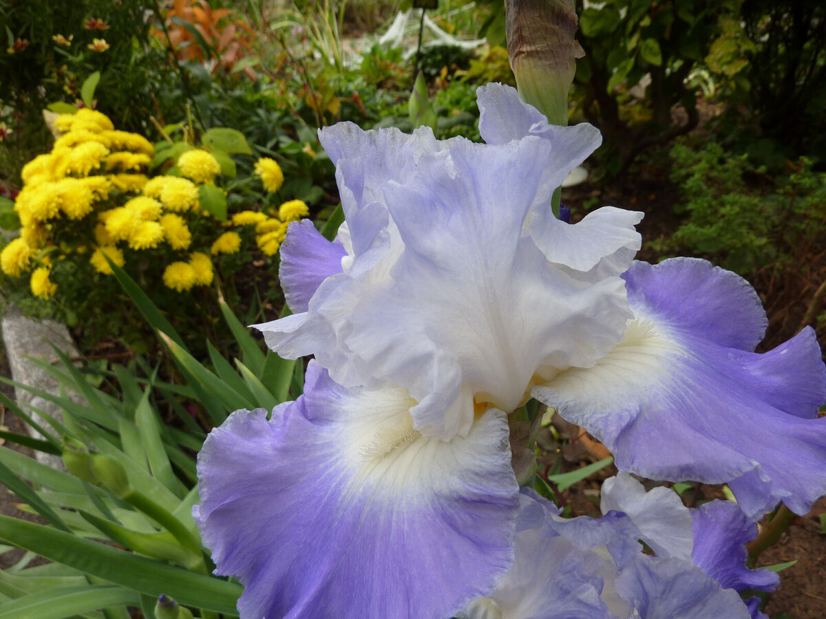 Autumn Breeze Reblooming Bearded Iris Seeds