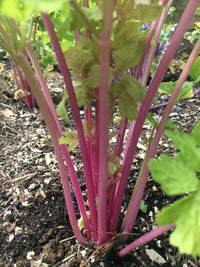 Celery- Peppermint Stick