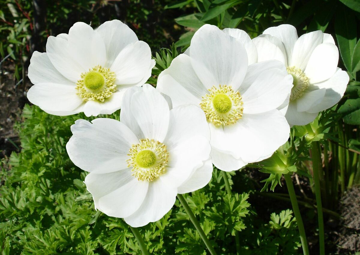 Coronaria Bride Bulbs