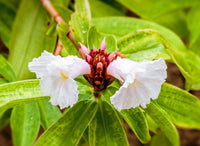 Cheilocostus Speciosus Bulbs